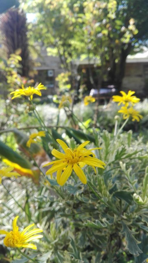 Country Lane Guesthouse Howick Zewnętrze zdjęcie